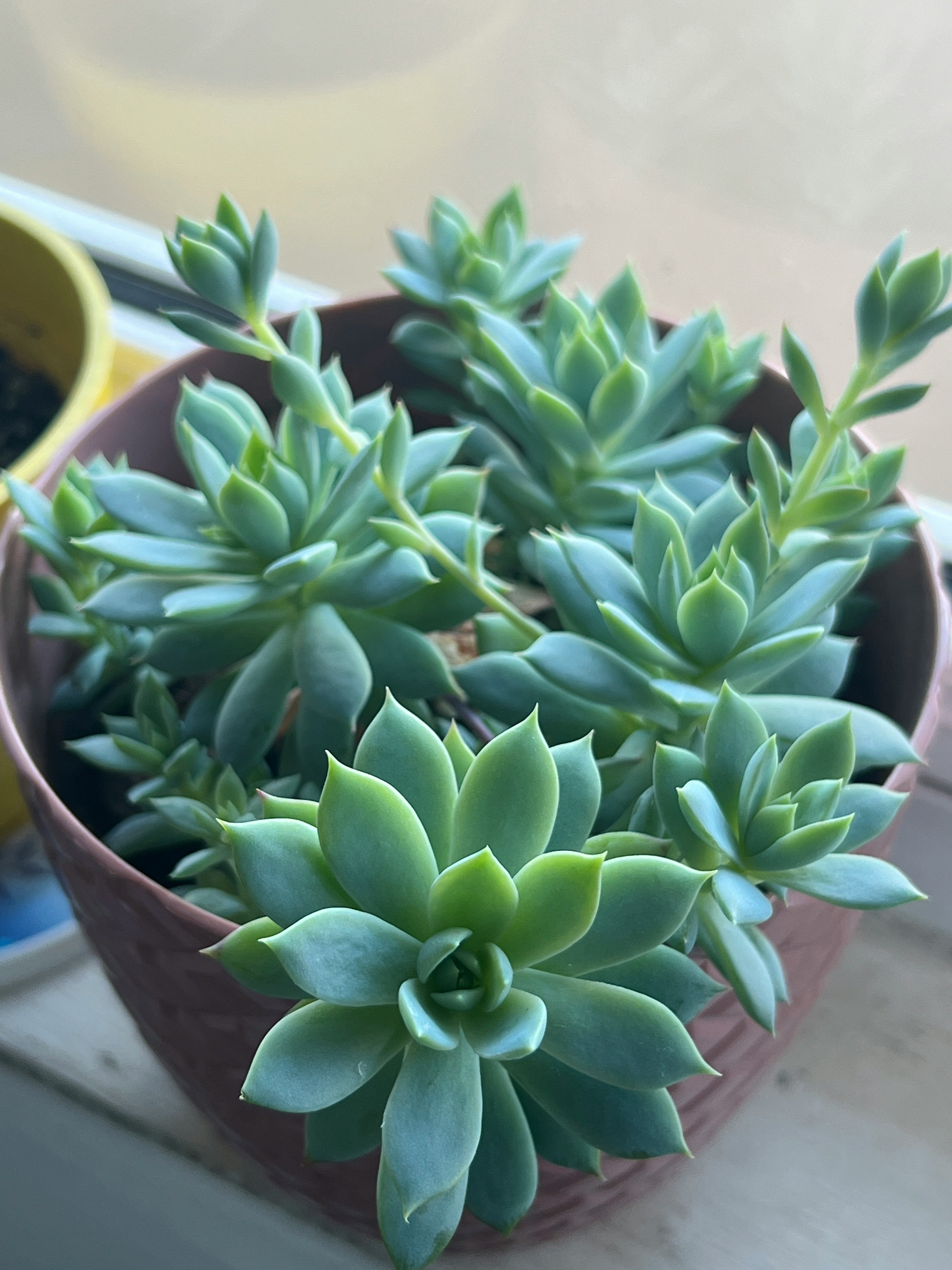 Plant port